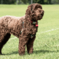 Labradoodle – charakterystyka i opis rasy