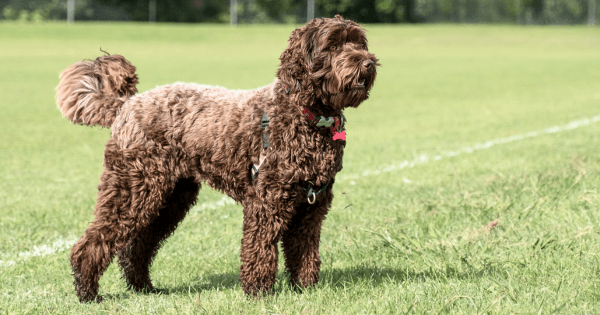 labradoodle