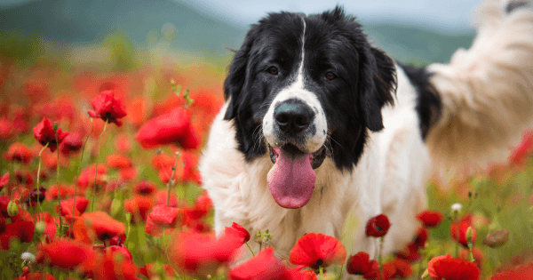 Landseer