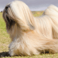 Lhasa Apso – charakterystyka i opis rasy