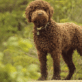 Lagotto Romagnolo – charakterystyka i opis rasy