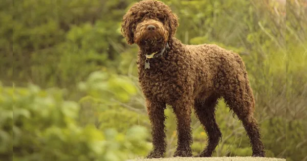 Lagotto Romagnolo