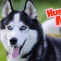 5 najczęściej powielanych mitów o psach rasy husky