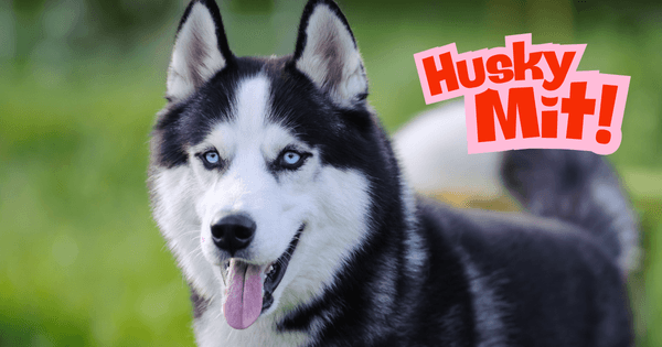 husky