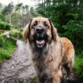 Leonberger – charakterystyka i opis rasy