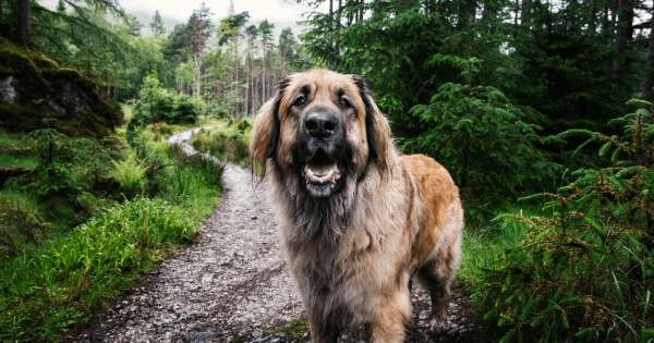 leonberg