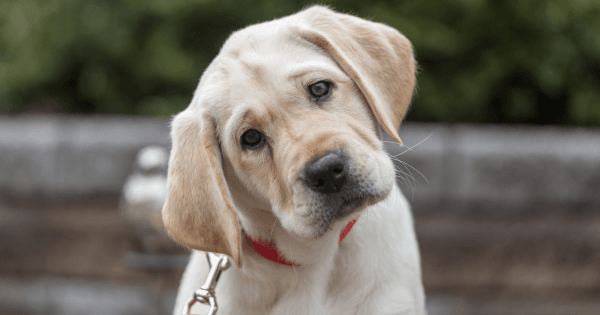 labrador