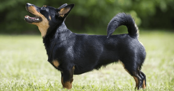 Lancashire heeler