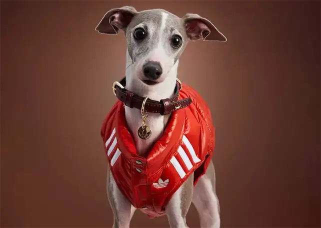 adidas originals pet