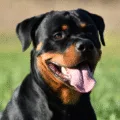 5 najczęstszych mitów o rottweilerach