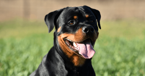 rottweiler