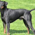 Manchester Terrier – charakterystyka i opis rasy