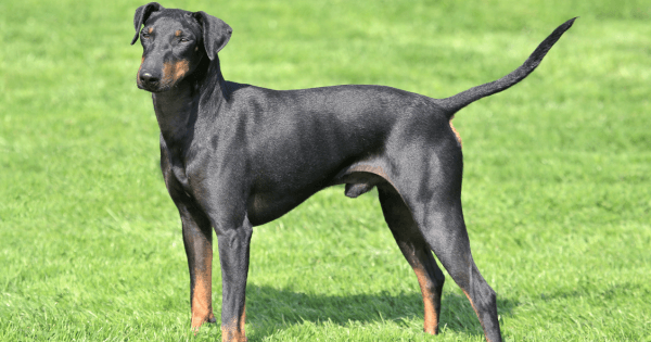 manchester terrier