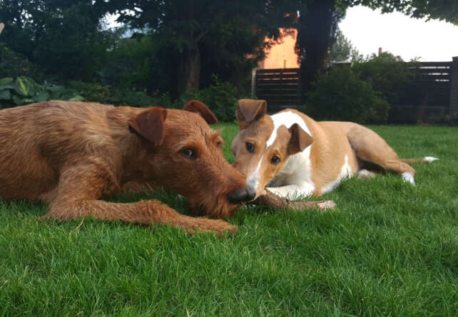 Czy smaczki dla psa mogą być zdrowym dodatkiem do diety?