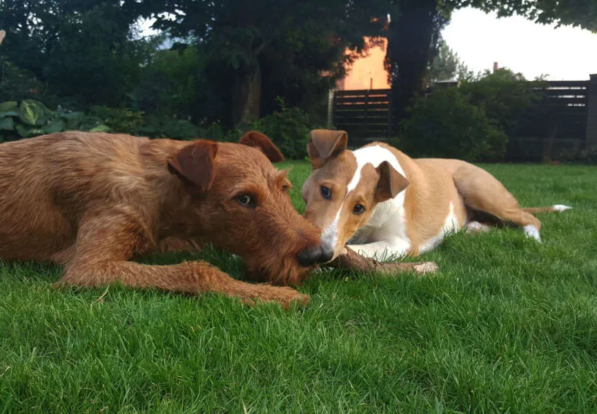 Czy smaczki dla psa mogą być zdrowym dodatkiem do diety?