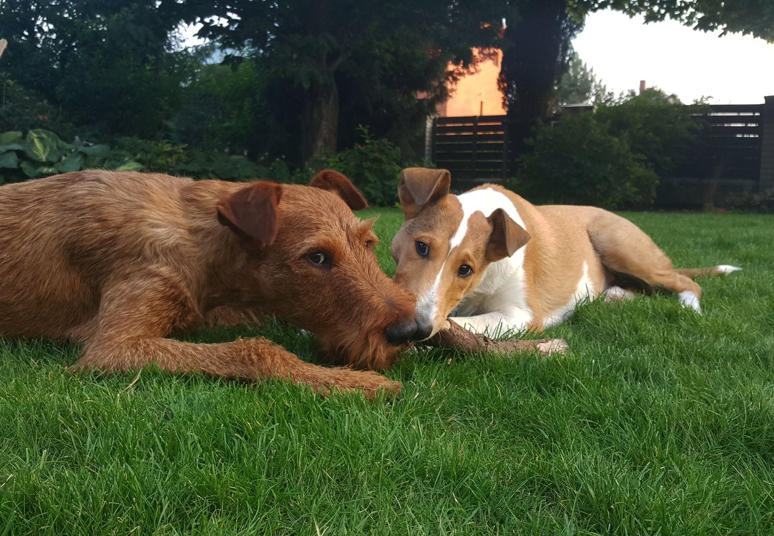 Czy smaczki dla psa mogą być zdrowym dodatkiem do diety?