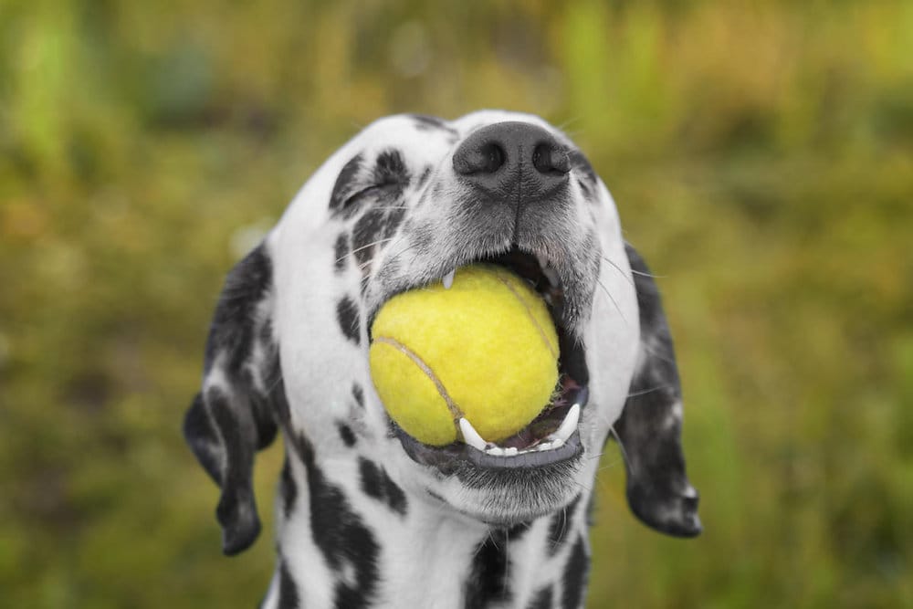 uzależenie psa od zabawek
