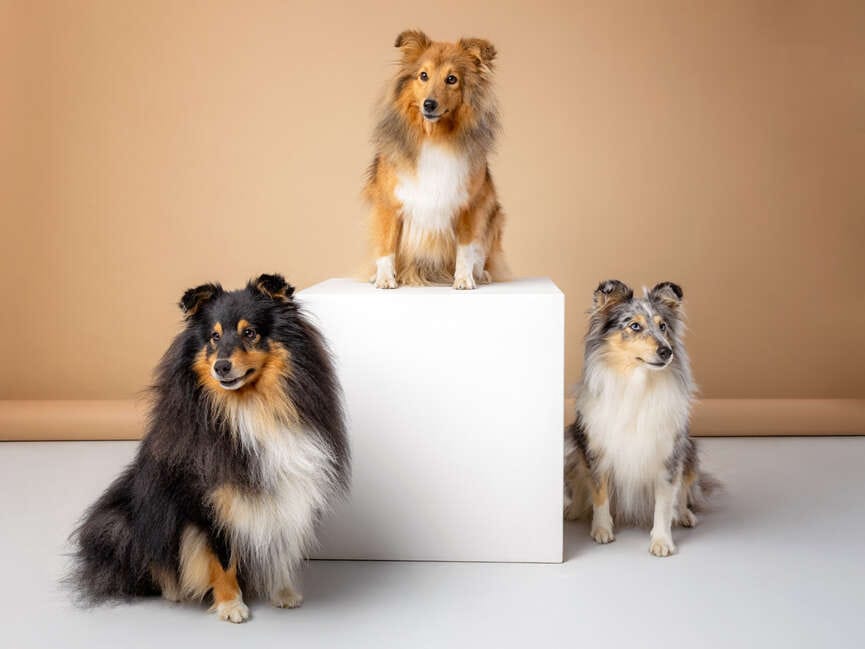 fotograf zwierząt warszawa