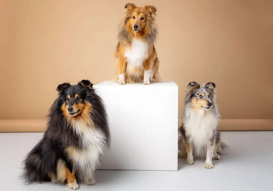 fotograf zwierząt warszawa