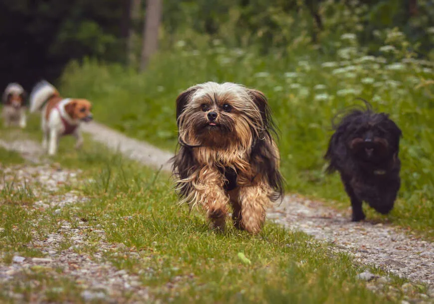 Szelki dla małego psa - jak wybrać wygodny i bezpieczny model?