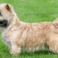 Norwich Terrier – charakterystyka i opis rasy