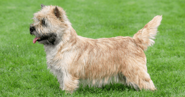 norwich terrier