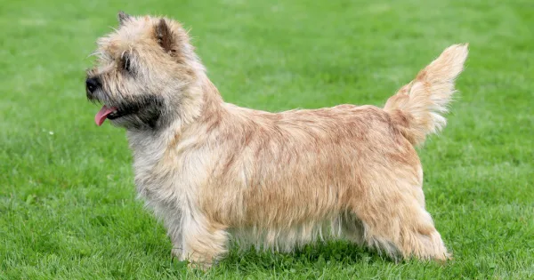 norwich terrier