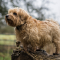 Norfolk Terrier – charakterystyka i opis rasy