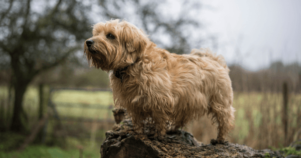 norfolk terrier