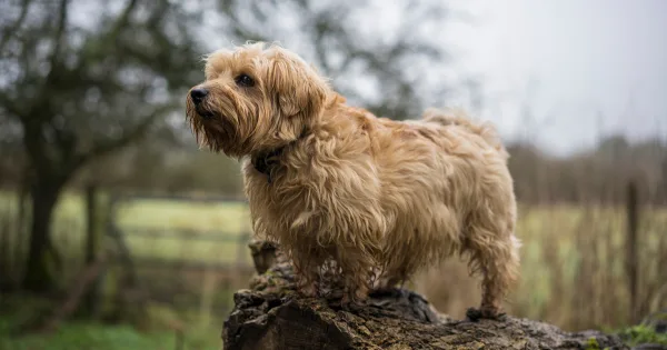 norfolk terrier