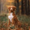 Nova Scotia Duck Tolling Retriever – charakterystyka i opis rasy