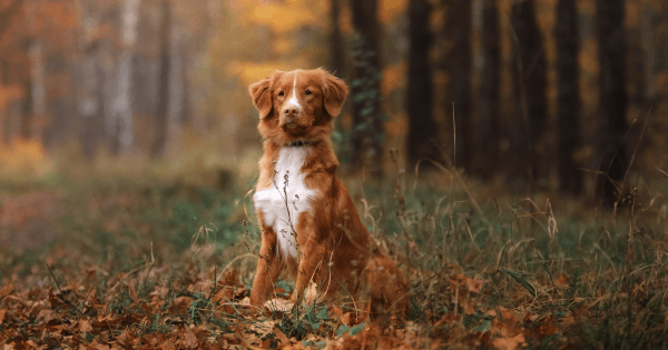 Nova Scotia Duck Tolling Retriever