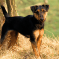 Jagdterrier – nieustępliwy łowca o żelaznym charakterze