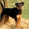Jagdterrier – nieustępliwy łowca o żelaznym charakterze